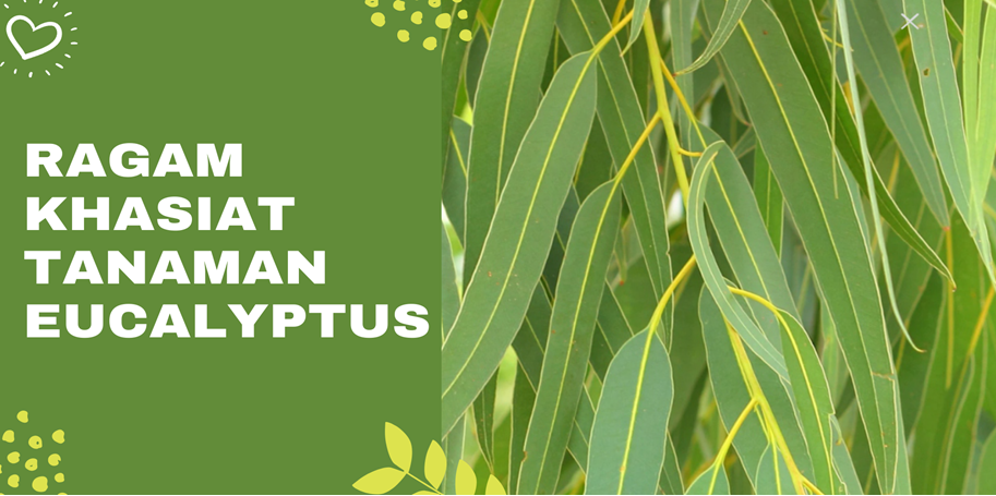 Ragam Khasiat Tanaman Eucalyptus